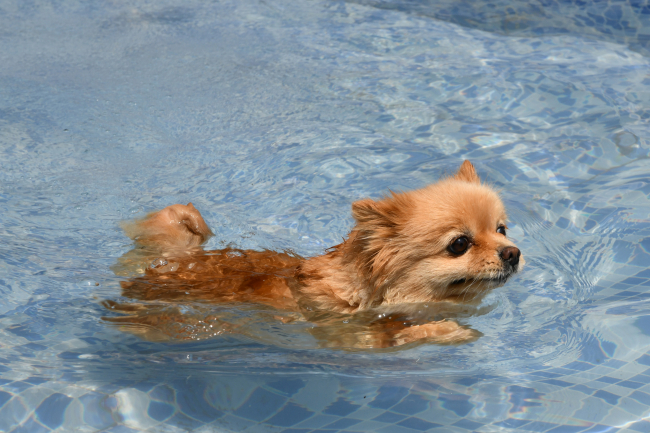 Sıcaktan bunalan hayvanlar soluğu havuzlarda alıyor