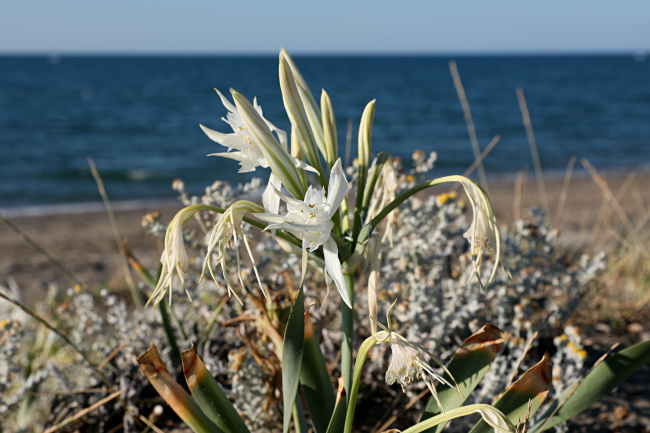 Koruma altındaki kum zambakları Samsun sahilinde çoğaldı