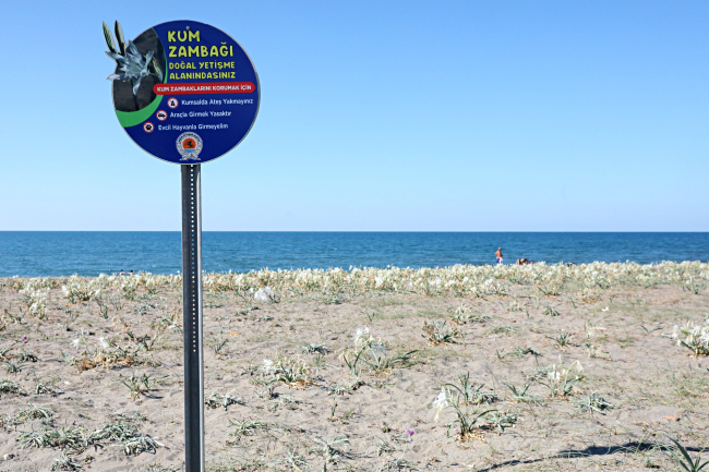 Koruma altındaki kum zambakları Samsun sahilinde çoğaldı