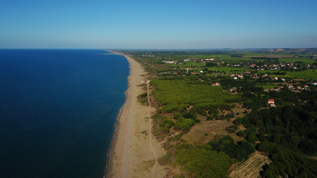 Koruma altındaki kum zambakları Samsun sahilinde çoğaldı