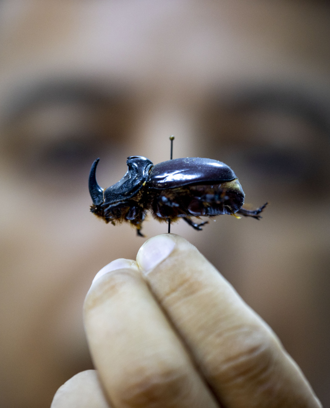 Antalya'daki "böcek müzesi" 530 türe ev sahipliği yapıyor