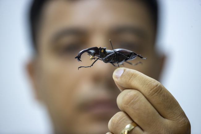 Antalya'daki "böcek müzesi" 530 türe ev sahipliği yapıyor