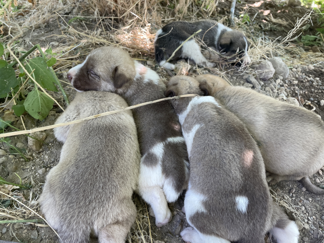 Toprak altından kurtarılan köpek ve 7 yavrusu koruma altında