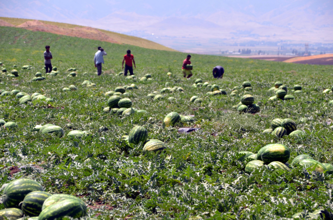 Muş'ta 102 bin ton karpuz hasat edilmesi bekleniyor