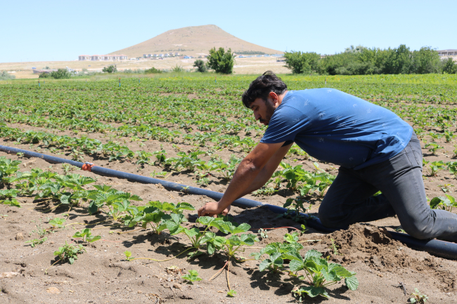 Nevşehir'in çilek fideleri yurt içi ve dışındaki arazilerde boy gösteriyor