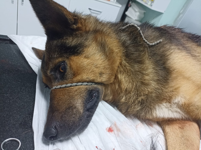 Düzce'de av tüfeğiyle vurulan köpek tedavi altına alındı