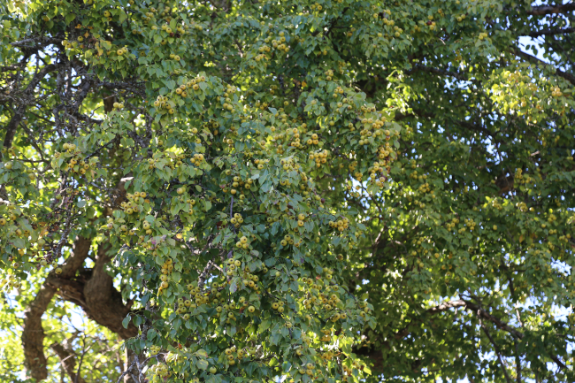 Artvin'de 1100 yıllık armut ağacında meyve hasadı yapıldı