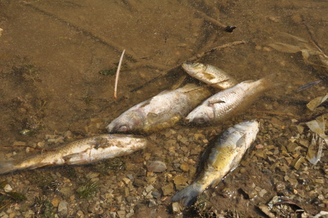 Çubuk Gölü'ndeki balık ölümlerine inceleme