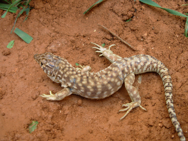 Korumada öncelikli türlere yenileri eklendi