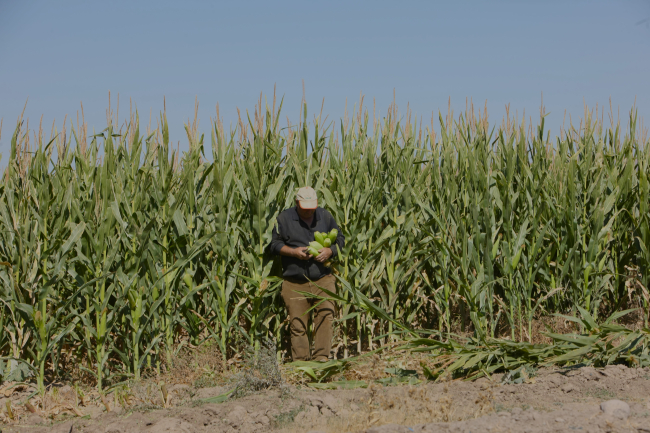 Van'da silajlık mısırda yüzde 80'lik verim