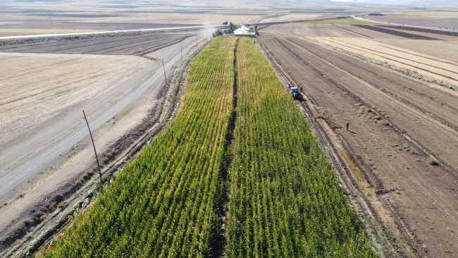 Van'da silajlık mısırda yüzde 80'lik verim