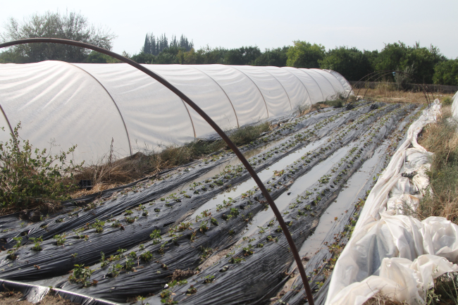 Antalya'da tarım alanlarını dolu vurdu