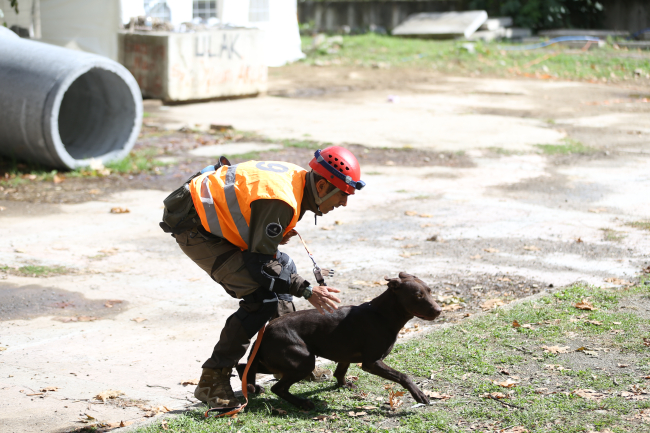 En hassas burunlu köpekler Sakarya'da belirleniyor