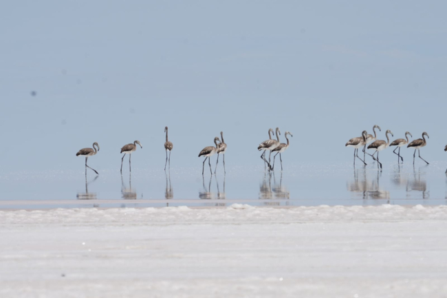 Tuz Gölü'nde kuraklığa karşı alınan tedbirler sonuç veriyor