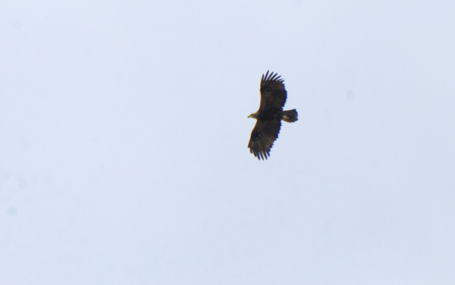 Bozkır kartalının sayısı yürütülen çalışmalarla artırılacak