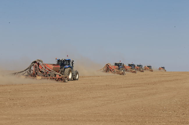 En büyük tarım işletmesinde buğday tohumları toprakla buluşuyor