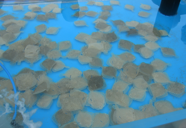 İzmit Körfezi'ne 6 bin balık yavrusu bırakıldı