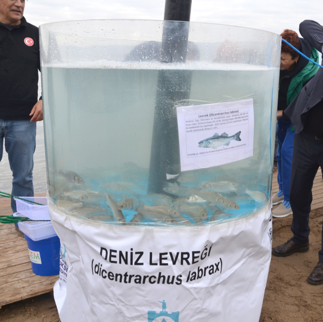 İzmit Körfezi'ne 6 bin balık yavrusu bırakıldı