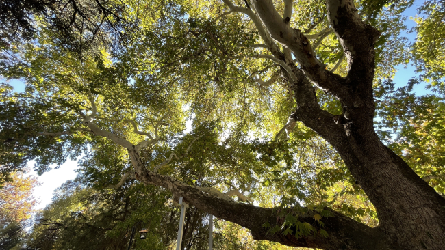 Kayseri'de Anıt Ağaç olarak tescillenen çınar 420 yıldır ayakta