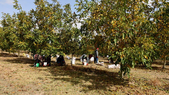 Kırşehir'de ceviz üretimi için iklim haritası çıkarıldı