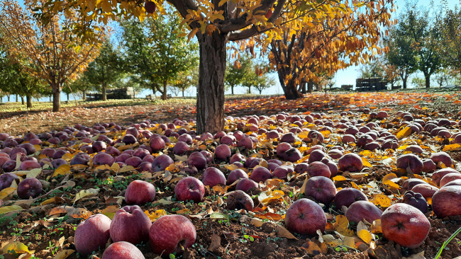 Bozkır'da çiftçilerin elma mesaisi