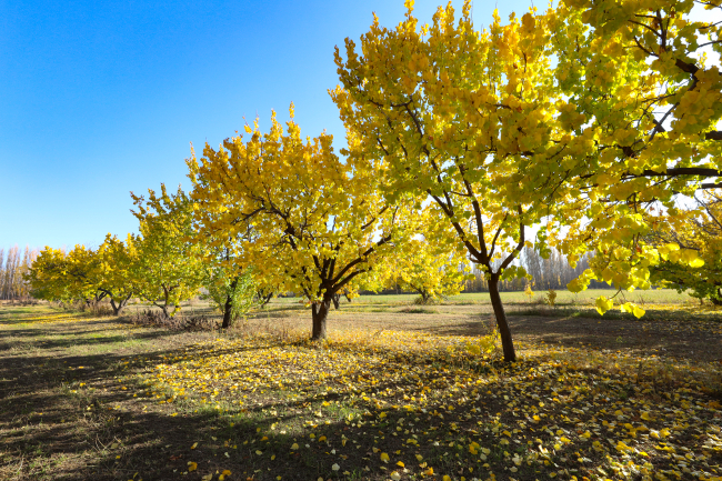Iğdır'daki İrem Bağları'nda sonbahar renkleri