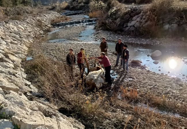 Karabük'te çaya düşen inek iş makinesiyle kurtarıldı