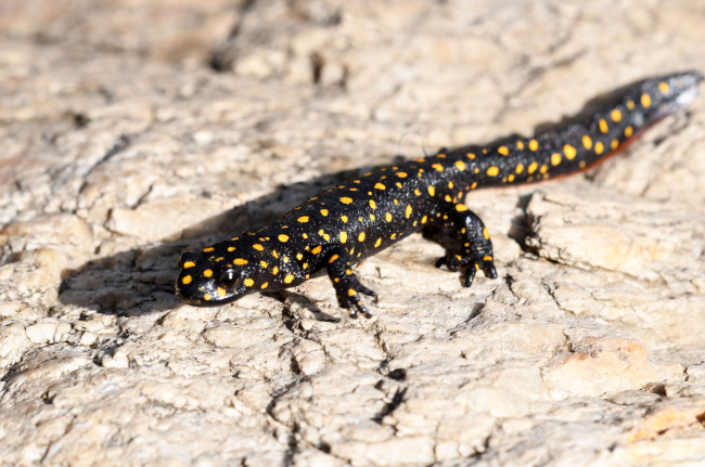 Bitlis'te nesli tehlikede olan benekli Anadolu semenderleri görüntülendi
