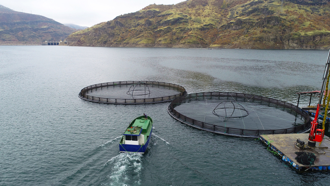 Türk somonunun üretimi Anadolu'da başlıyor