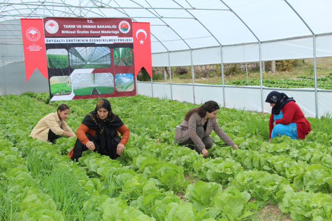 GAP Bölge Kalkınma İdaresinin projesi, Şırnaklı 14 kadını sera sahibi yaptı