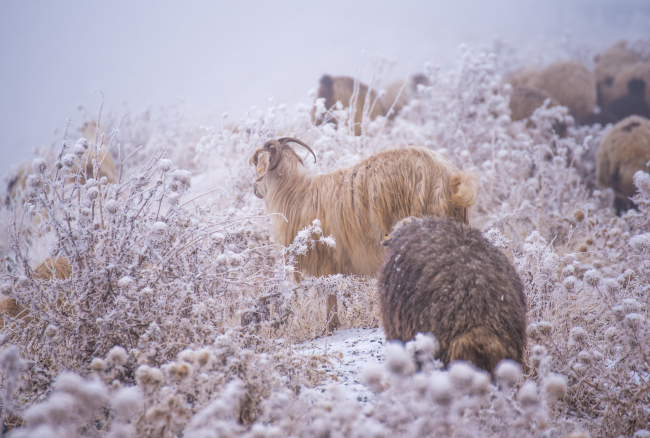 Kars'ta göçerlerin zorlu yolculuğu başladı