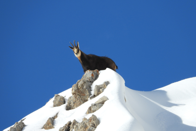 Çengel boynuzlu dağ keçileri Tunceli'de görüntülendi