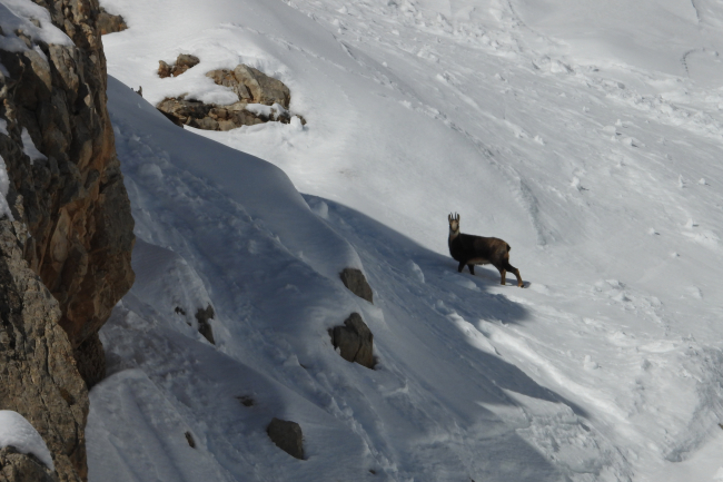 Çengel boynuzlu dağ keçileri Tunceli'de görüntülendi