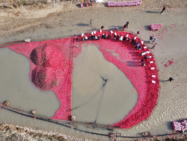 Tescilli turp, kadınların istihdam kapısı oldu
