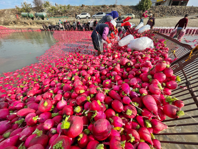 Tescilli turp, kadınların istihdam kapısı oldu