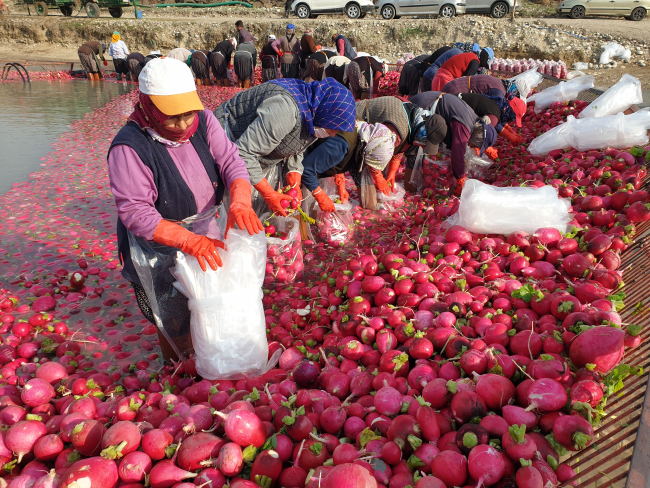 Tescilli turp, kadınların istihdam kapısı oldu