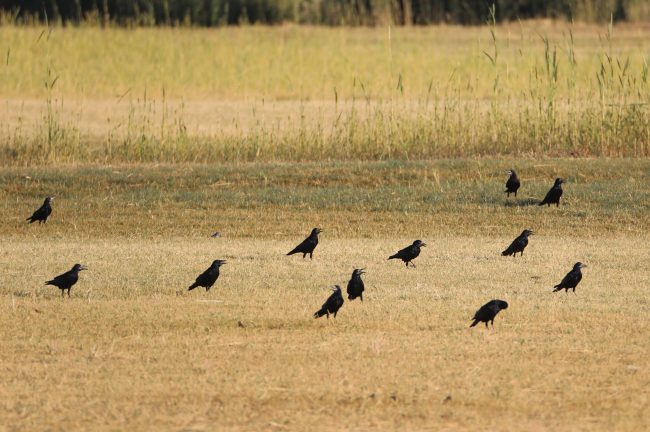 Ağrı Dağı çevresinde yaşayan 100 kuş türü görüntülendi