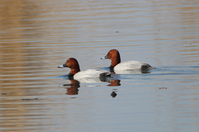 Ağrı Dağı çevresinde yaşayan 100 kuş türü görüntülendi