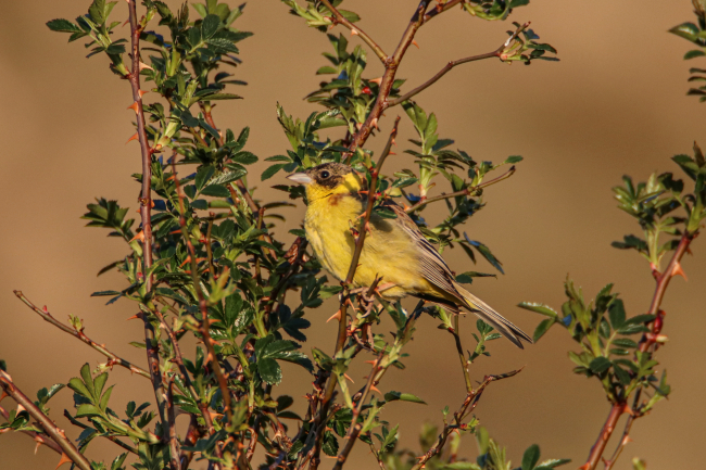 Ağrı Dağı çevresinde yaşayan 100 kuş türü görüntülendi