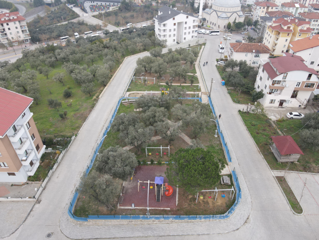 Sökülen zeytin ağaçları parklara dikiliyor