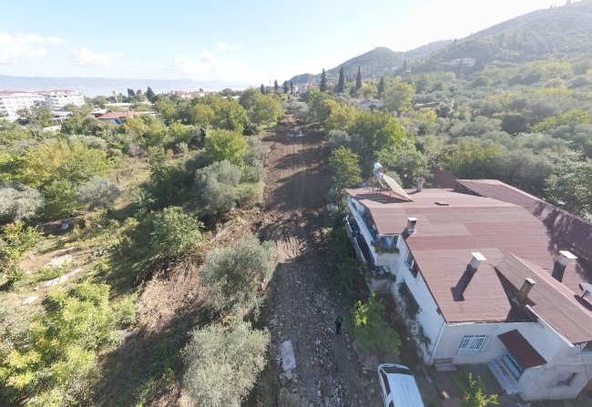 Sökülen zeytin ağaçları parklara dikiliyor