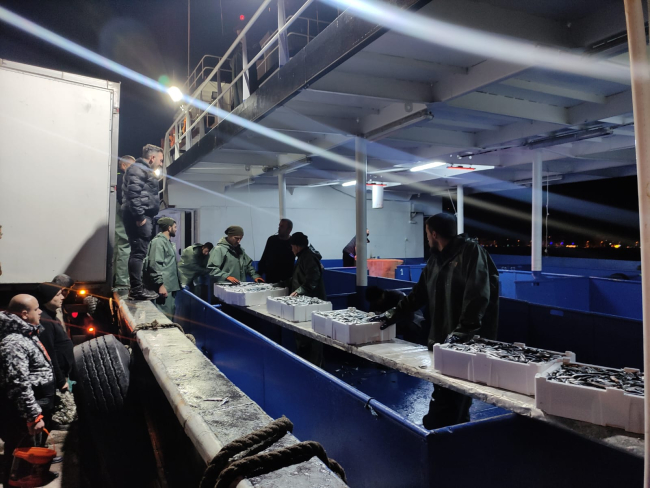Kastamonu'da balıkçılar 100 ton hamsi yakaladı