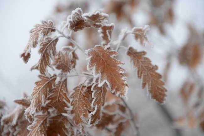 Bingöl'de sis ve soğuk hava etkili oldu