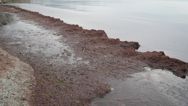 Tekirdağ'da sahilde kırmızı yosun birikti