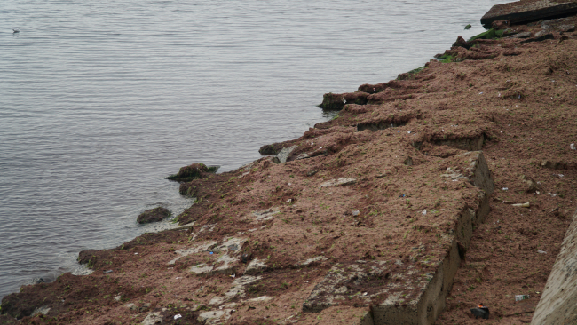 Tekirdağ'da sahilde kırmızı yosun birikti