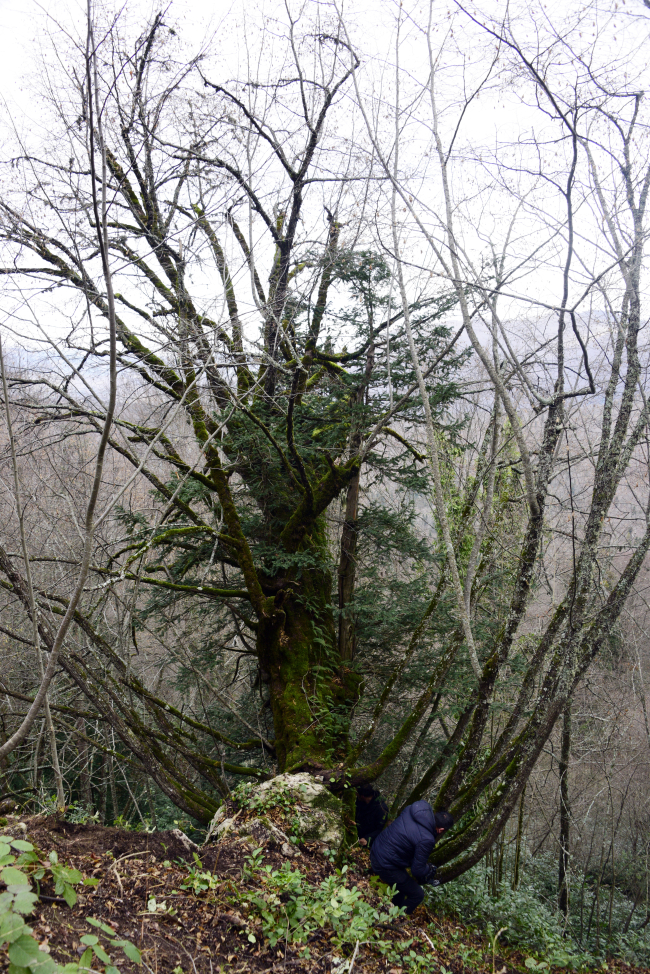 Küre Dağları'nda 661 yıllık kayacık ağacı