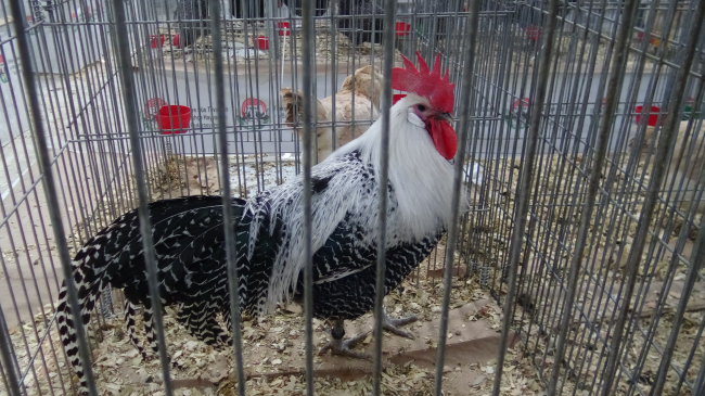 Afyonkarahisar'da '6. Ulusal Kümes Hayvanları Yarışması' sona erdi