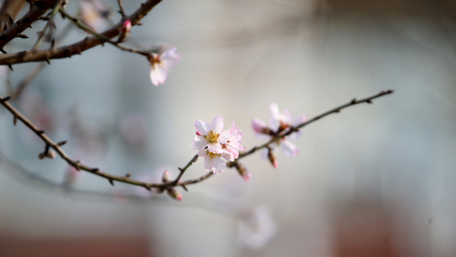 Kırklareli'nde badem ağaçları çiçek açtı