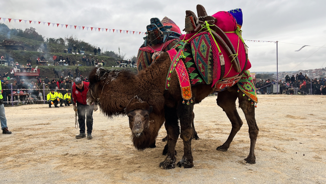 Çanakkale'de deve güreşi festivali yapıldı