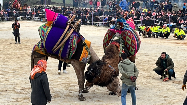 Çanakkale'de deve güreşi festivali yapıldı